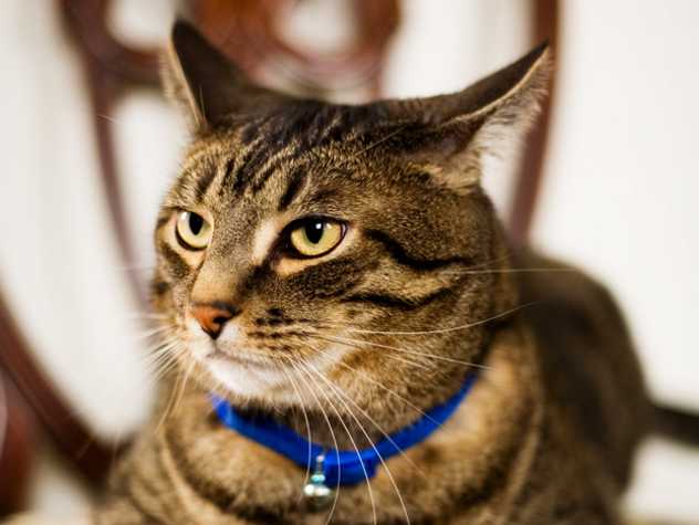lump on cats skin