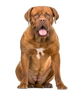 female dogue de bordeauxon dog breed sitting and panting in front of a white background