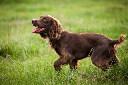 `Boykin Spaniel dog breed running across the grass panting