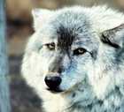 dog the case against hybrids