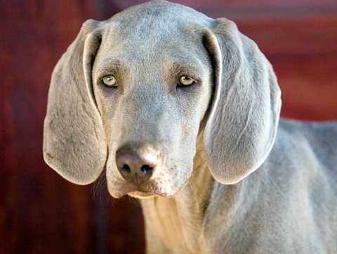 139979290-banfield-breed-related-age-problems-632x475