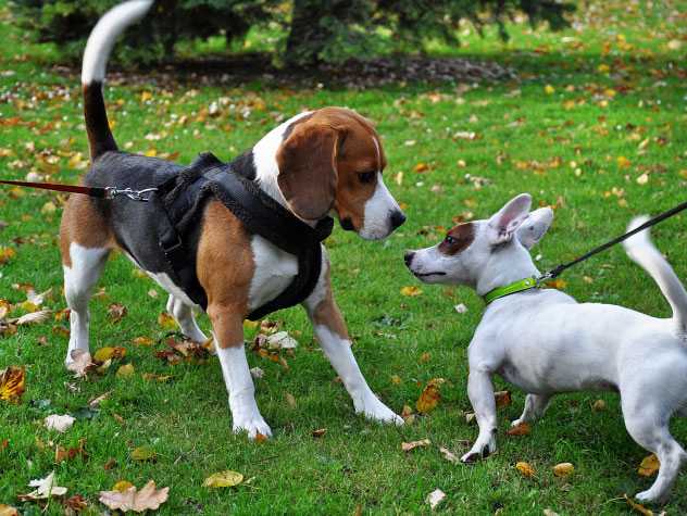 Right and wrong ways to socialize your pet