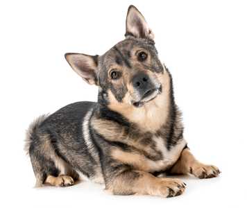 Swedith Vallhund dog breed  laying on ground with head cocked to one side against a white background