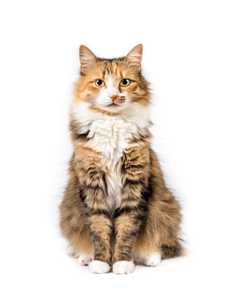 Fluffy Domestic Long Hair cat breed sitting tall against a white background
