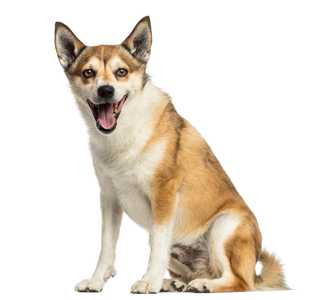Sitting Norwegian Lundehund dog breed panting against a white background