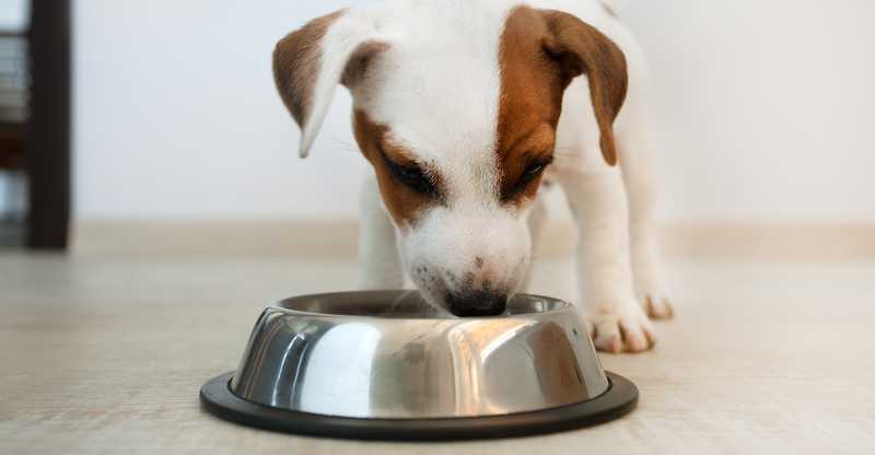 Feeding dogs