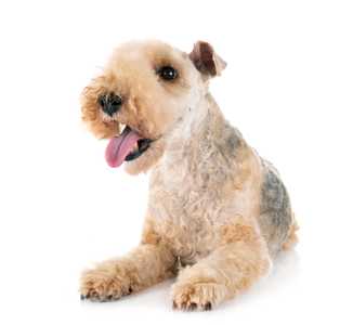 Close up of a Lakeland Terrier dog breed panting against a white background