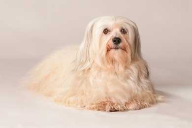 Havanese dog breed laying down looking at the camera against a solid background