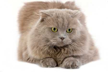 Close up of a Highland Fold cat breed laying down against a white background