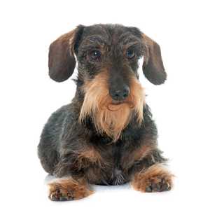 Dachshund Wire Haired dog breed laying with paws forward against a white background