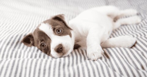 Dog vaccinations