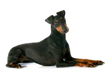 Manchester Terrier dog breed from the side with paws extended out and head turned toward camera