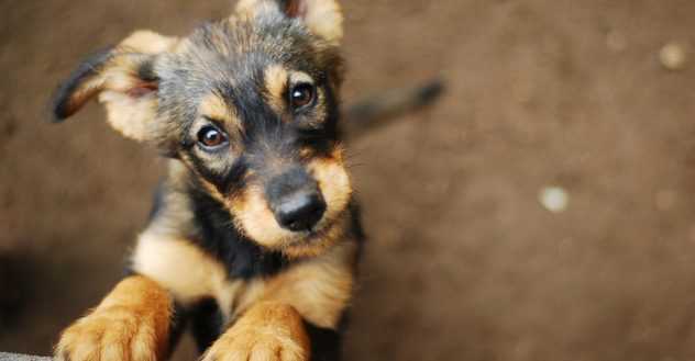 Shelter Dog