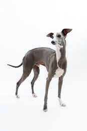 gray and white Italian grayhound dog breed standing  looking up against a white background