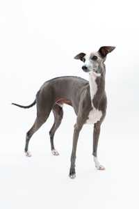 gray and white Italian grayhound dog breed standing looking up against a white background