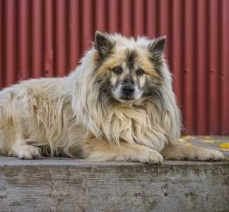 Side view of an Icelandic Sheepdog breed laying on a wood bench looking at the camera
