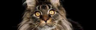 Maine Coon Cat Breed