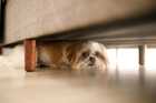 dog wont eat