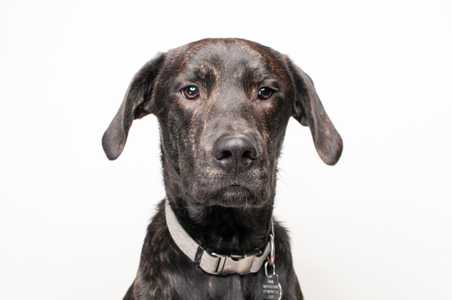 Plott Hound dog breed headshot against a white background