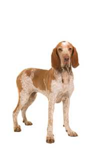 Bracco Italiano dog breed standing against white background