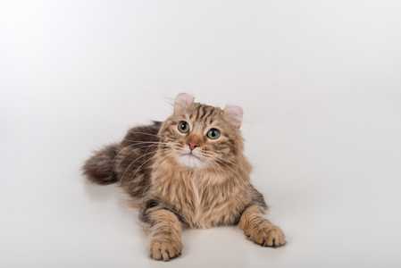 American Curl cat breed up on hind legs against a white background