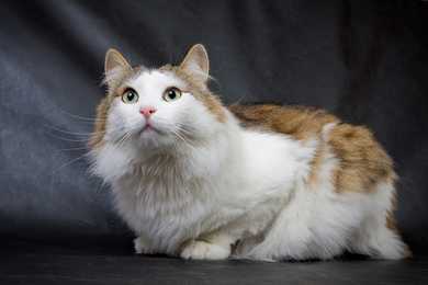 Fluffy Ragamuffin Cat breed laying down against a grey background