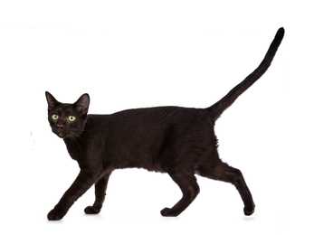 Standing side view of a Havana Brown cat breed kitten against a white background