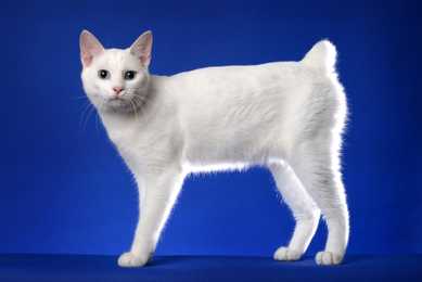 white japanese bobtail cat breed  with stubby tail standing sideways in front of a blue background