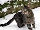Cat in the snow