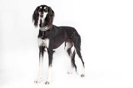Saluki
