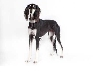 Saluki