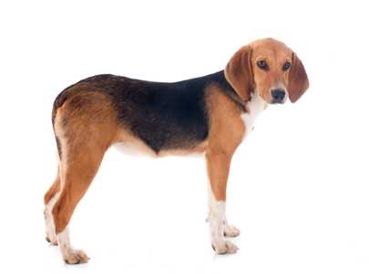 Standing side view of a Harrier dog breed looking at the camera against a white background